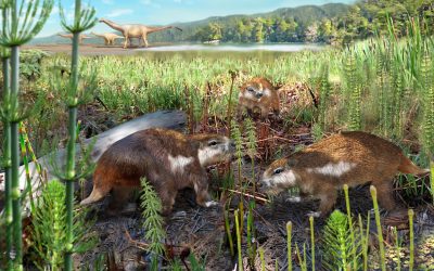 Científicos descubren al primer mamífero chileno de la era de los dinosaurios