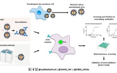Científicos de la U. de Chile utilizan proteína lumínica de luciérnagas para cuantificar anticuerpos neutralizantes del virus causante del COVID-19