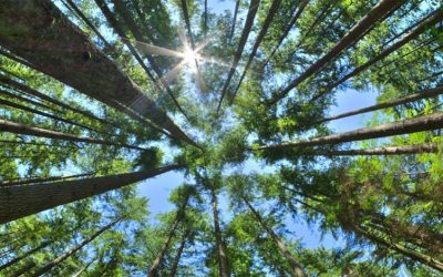 Programa de Sustentabilidad participa en presentación regional de libro de la ONU