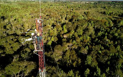 Investigadores explican por qué el bosque patagónico almacena tres veces más carbono por hectárea que la Amazonía