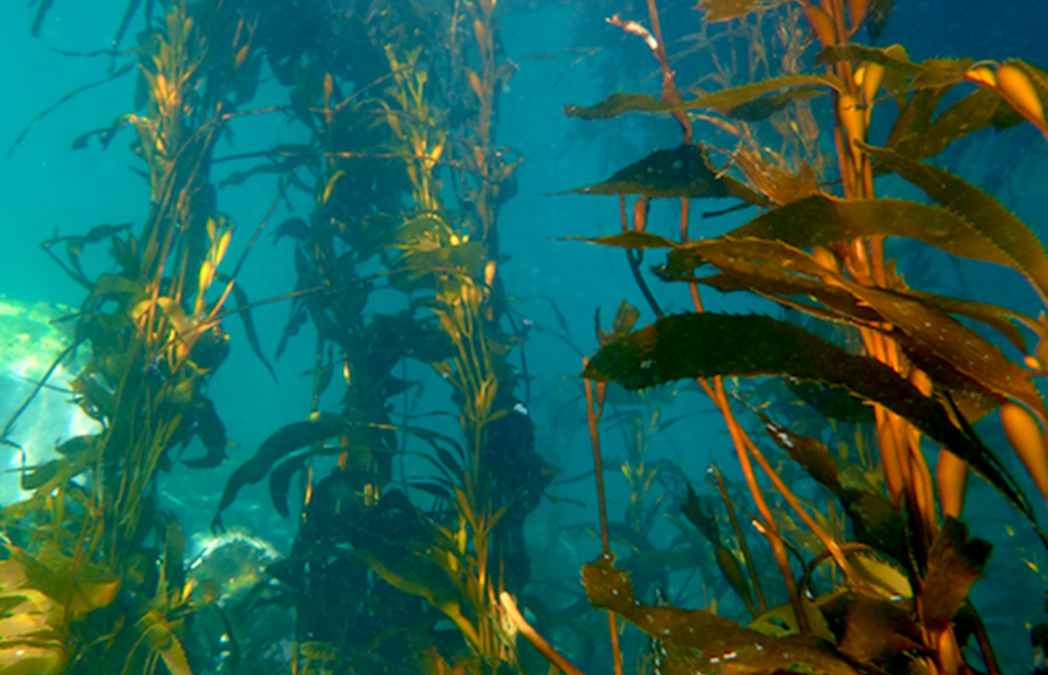 U. de Antofagasta desarrolla estudio que transformará el mundo de las algas