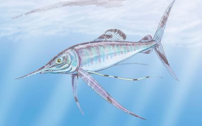 Paleontólogos U. de Chile realizan inéditos hallazgos de peces que habitaron la zona central del país en la época de los dinosaurios