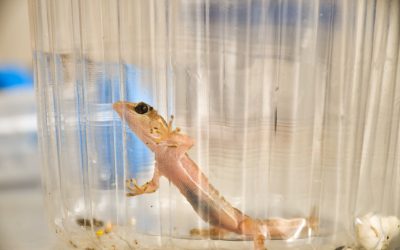 Investigador de la UNAP estudia especie endémica que es depredador de la araña de rincón