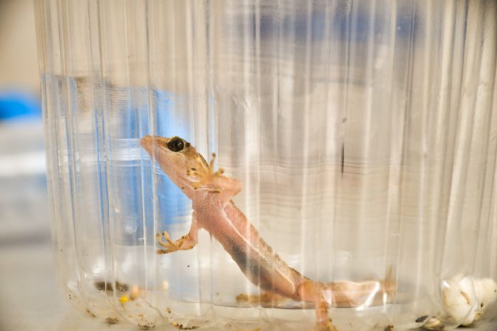 Phyllodactylus gerrhopygus, la Salamanaueja del norte o gecko del norte.