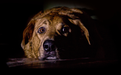 Fuegos artificiales y mascotas: ¿Cómo garantizar su bienestar?
