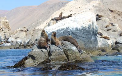 Mar de Pisagua es declarado Área Marina Protegida