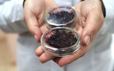 Estudio de la USerena destaca las propiedades del repollo morado