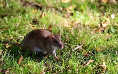 Alerta por hantavirus: expertos de la U. de Chile revelan cómo se transmite la peligrosa cepa Andes