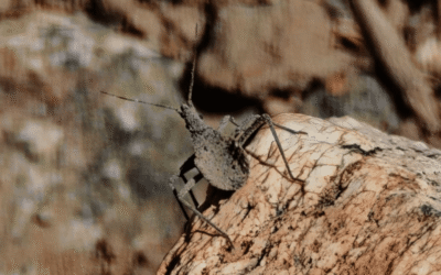 UOH investiga la Enfermedad de Chagas para reforzar vigilancia regional