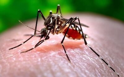 Antofagasta nunca tuvo focos de Aedes aegypti, si no actuamos ahora, sufriremos una endemia