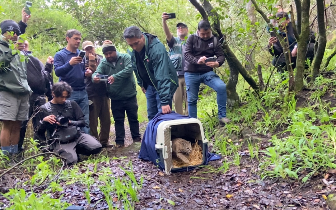 Gato Güiña. Imagen de la Universidad de O'Higgins.