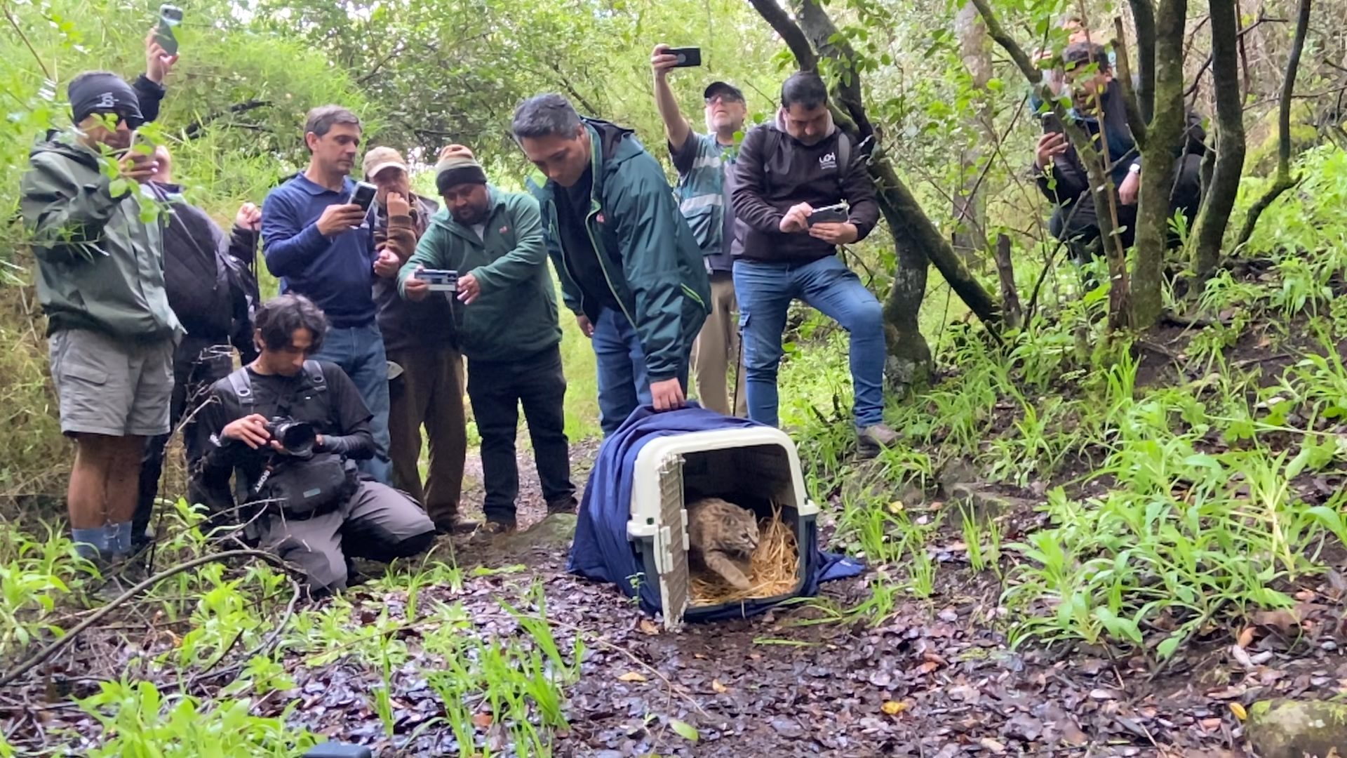 Gato Güiña. Imagen de la Universidad de O'Higgins.
