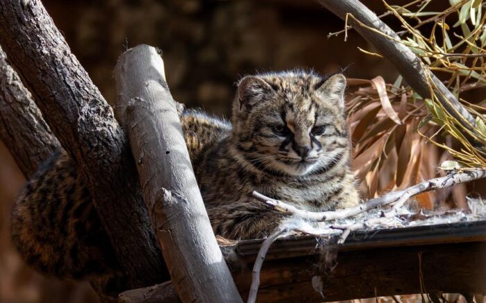 Gato Güiña. Imagen de la Universidad de O'Higgins.